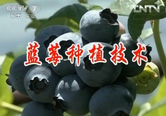蓝莓种植视频：北高丛蓝莓种植技术