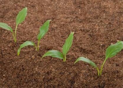 化肥施用限量情况下，农作物如何增产