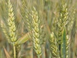 种植小麦、玉米和水稻哪个最赚钱？一起来算算