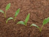 化肥施用限量情况下，农作物如何增产