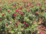 重庆璧山区朱运芬种植食用玫瑰花开启致富门