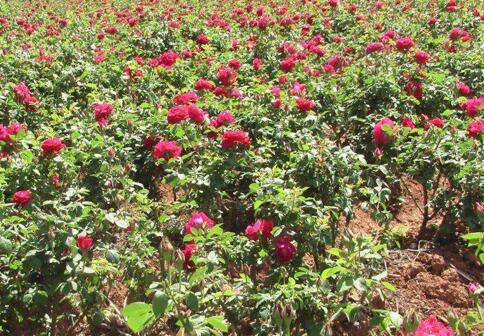 重庆璧山区朱运芬种植食用玫瑰花开启致富门