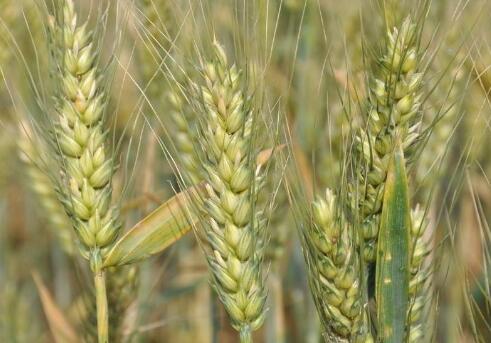 种植小麦、玉米和水稻哪个最赚钱？一起来算算