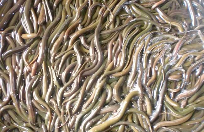 黄鳝养殖投资成本与收益分析，养鳝鱼赚钱吗？