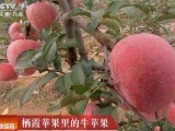 [科技苑]栖霞苹果里的牛苹果