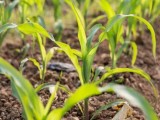 玉米苗期“一喷综防”防治病虫害