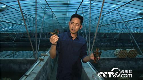 龟鳖大王杨新权转行养殖澳洲淡水龙虾赚到千万财