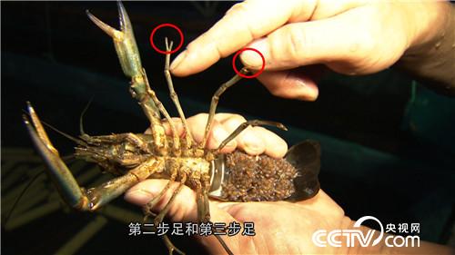 龟鳖大王杨新权转行养殖澳洲淡水龙虾赚到千万财