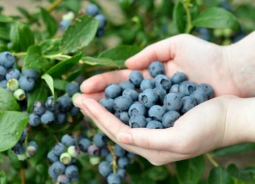 蓝莓产业前景可期 种植与加工成助推农村致富的好项目