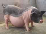 [科技苑]陆川猪养殖效益高 陆川一枝花其实是胖猪