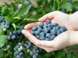 蓝莓产业前景可期 种植与加工成助推农村致富的好项目