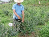 蓝莓种植一亩收入近两万元，高山蓝莓酸甜适度效益好