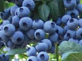 蓝莓适合什么土壤种植？怎样种蓝莓？