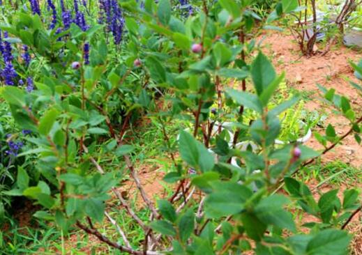 蓝莓适合什么土壤种植？怎样种蓝莓？