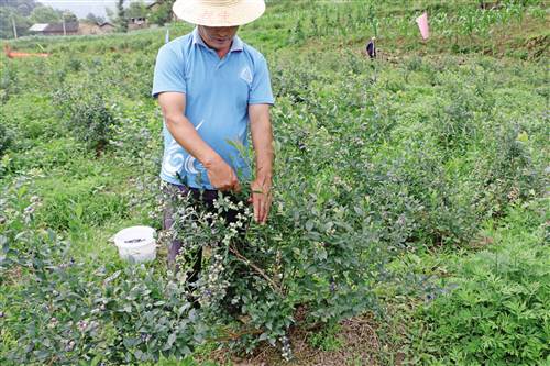 蓝莓种植一亩收入近两万元，高山蓝莓酸甜适度效益好