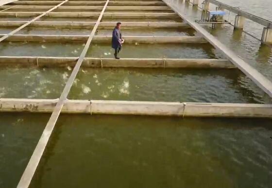 [科技苑]高密度养鱼 10亩水面产出300万斤鱼