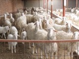 2017年羊价还能涨吗？今年养羊还能再养下去吗？