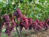 夏季雨期怎样防止葡萄病害发生