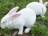夏季养兔营养调控方法