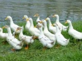 提高蛋鸭产蛋量和品质的五个饲养要点