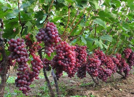 夏季雨期怎样防止葡萄病害发生