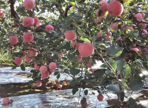 苹果园夏季浇灌需要注意什么