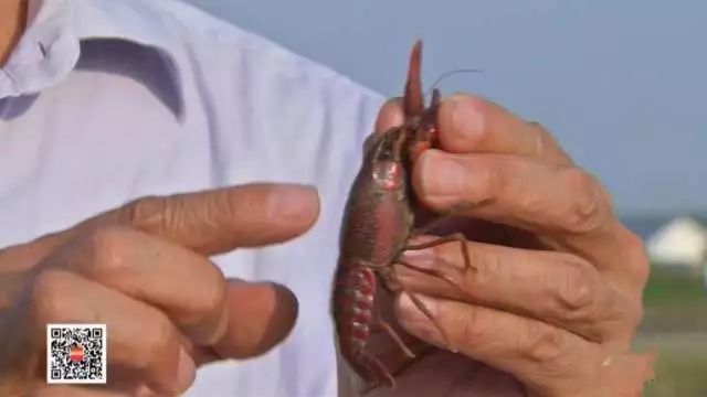 小龙虾养殖增产有妙招，一年能产两次卵！