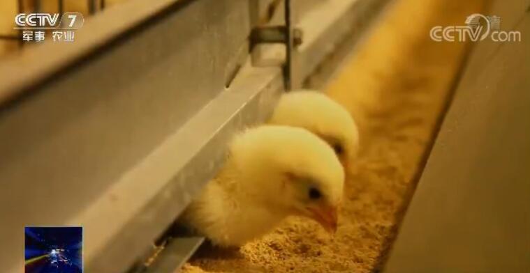 现代化养鸡场智慧养殖有多“智慧”！