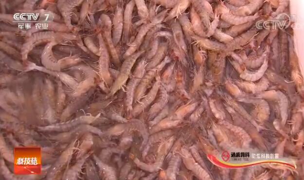 [科技苑]新疆沙漠边上养海虾