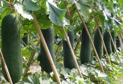 黑皮冬瓜一年两熟种植技术亩产效益达万元！