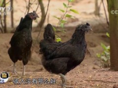 [每日农经]四川绵阳朱福顺山林养黑鸡年入200万！