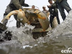 [致富经]王新利古法养殖黄河大鲤鱼一年卖出4000万！