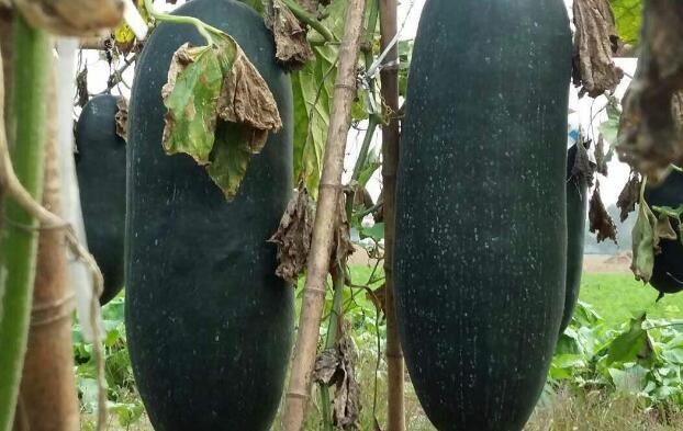 黑皮冬瓜一年两熟种植技术亩产效益达万元！