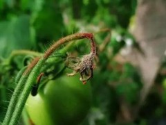 番茄灰霉病和叶霉病怎么区别和防治？