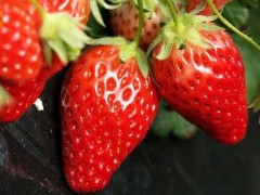 草莓种植新技术：科技浇灌出“高颜值低成本”草莓