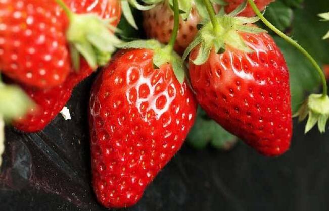 草莓种植新技术：科技浇灌出“高颜值低成本”草莓