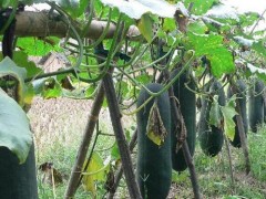 黑皮冬瓜嫁接栽培技术一亩地可增产10%！
