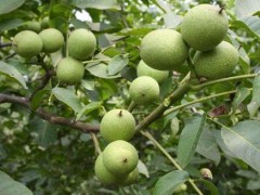 核桃树矮化栽培产量高，亩产干果超千斤！
