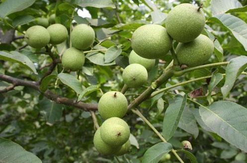 核桃树矮化栽培产量高，亩产干果超千斤！