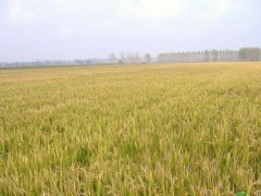 麦茬稻育秧时间和田间管理技巧