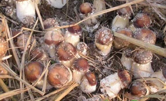 竹林下套种大球盖菇高效栽培技术