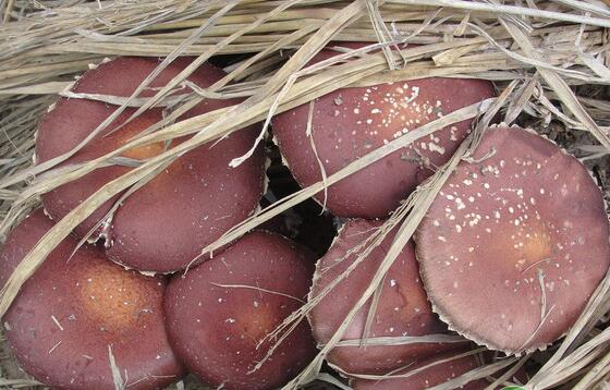 竹林下套种大球盖菇高效栽培技术