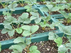 蔬菜播种育苗让种子顺利发芽有技巧！