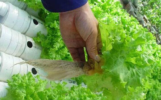蔬菜播种育苗让种子顺利发芽有技巧！