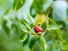 冬枣树的需肥规律及施肥方法
