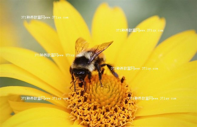 2018年蜂蜜多少钱一斤？养一箱蜜蜂的成本是多少？
