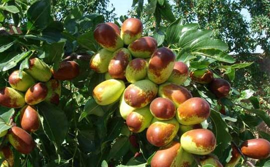 冬枣树的需肥规律及施肥方法